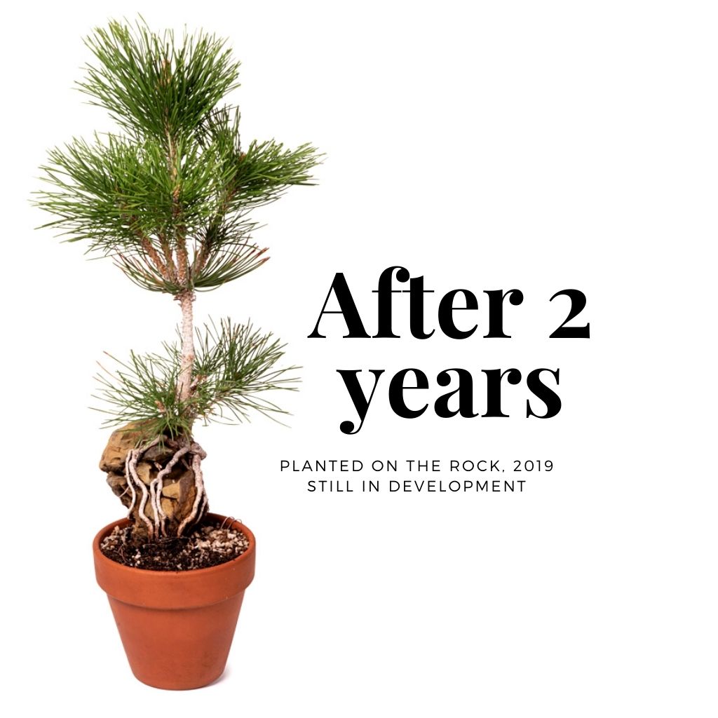 Japanese Black Pine, Root over Rock Video based learning by Bonsai Tree (Pty) Ltd.