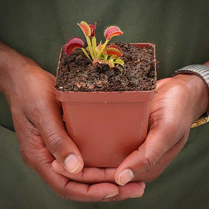 Venus Fly Trap, 'Jaws' -  2 year old plant. 7.5cm plastic container. - Carnivorous Plant