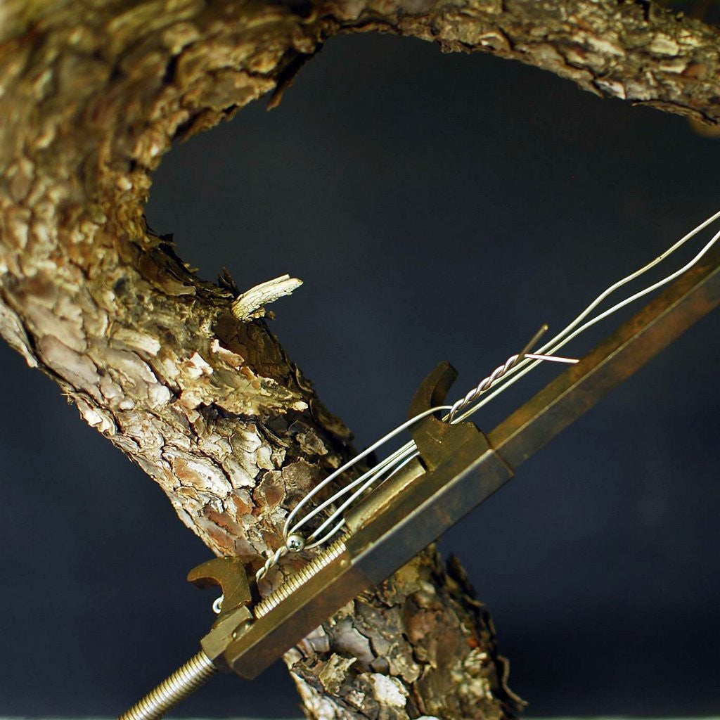 Kikuwa Branch Jack by Kikuwa