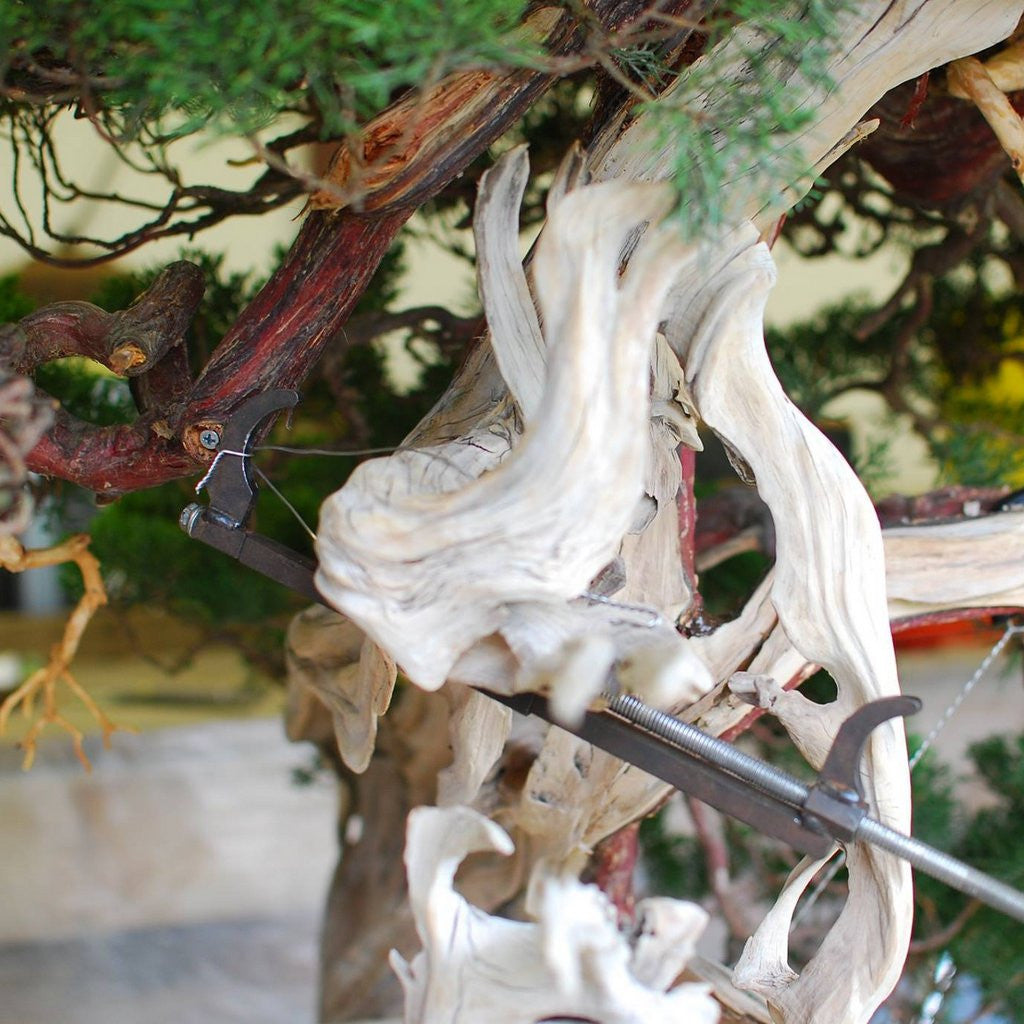 Kikuwa Branch Jack by Kikuwa