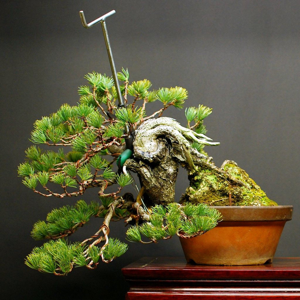 Kikuwa Branch Jack by Kikuwa