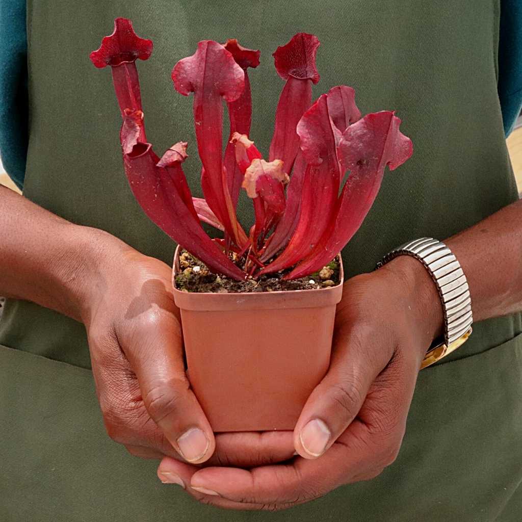 Trumpet Pitcher, Sarracenia “Lady” -  Small to Medium plant. 7.5cm plastic container. - Carnivorous Plant