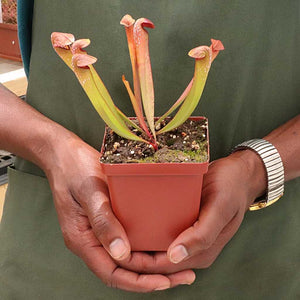 Trumpet Pitcher, Sarracenia 'Maka' -  Small to Medium plant. 7.5cm plastic container. - Carnivorous Plant
