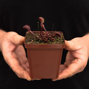 Venus Fly Trap, 'Maroon Monster' -  2 year old plant. 7.5cm plastic container. - Carnivorous Plant