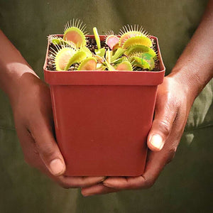 Venus Fly Trap, 'Low Giant' -  3 years or older. 12cm plastic container. - Carnivorous Plant