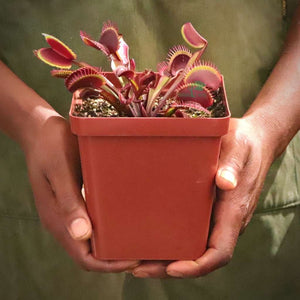 Venus Fly Trap, 'Maroon Monster' -  3 years or older. 12cm plastic container. - Carnivorous Plant