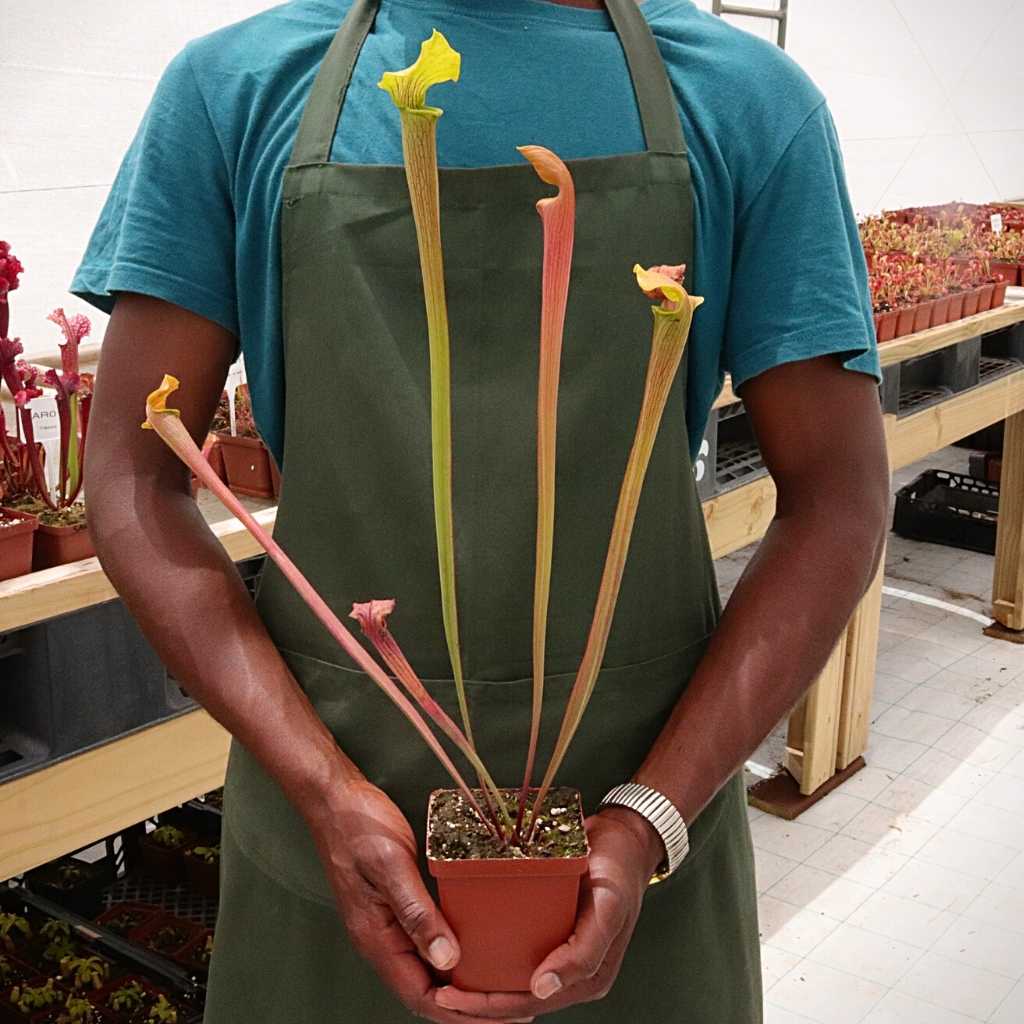 Trumpet Pitcher, Sarracenia 'Nandipha' -  Small to Medium plant. 7.5cm plastic container. - Carnivorous Plant
