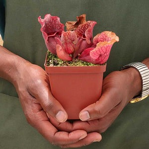 Trumpet Pitcher, Sarracenia 'Nomalizo' -  Small to Medium plant. 7.5cm plastic container. - Carnivorous Plant