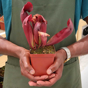 Trumpet Pitcher, Sarracenia 'Ntombi' -  Small to Medium plant. 7.5cm plastic container. - Carnivorous Plant