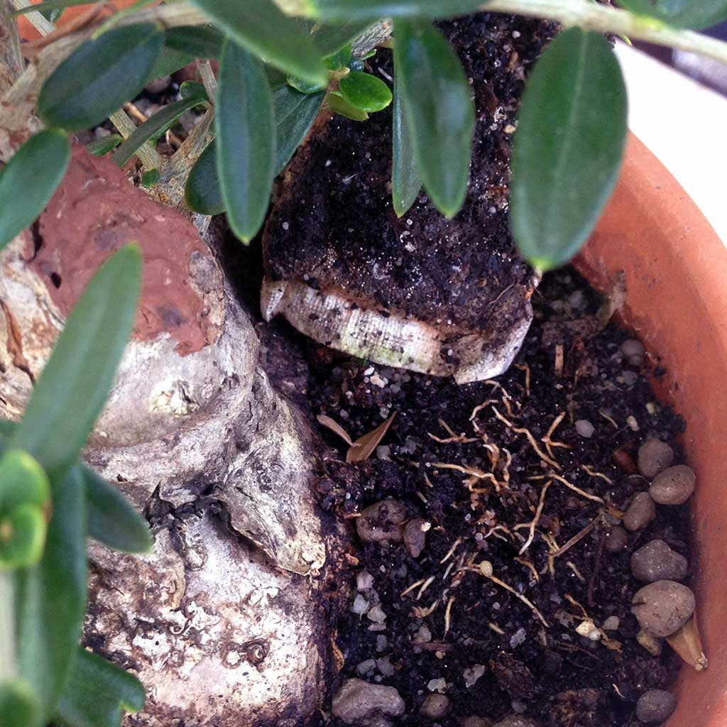 BonsaiBoost, Organic Bonsai Fertilizer (SMALL BAG), retail pack - - Fertilizers