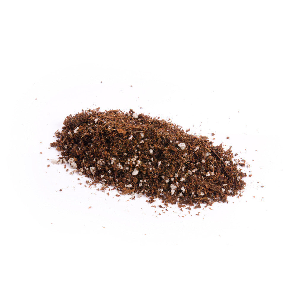 Professional Seedling Mix by Bonsai Tree