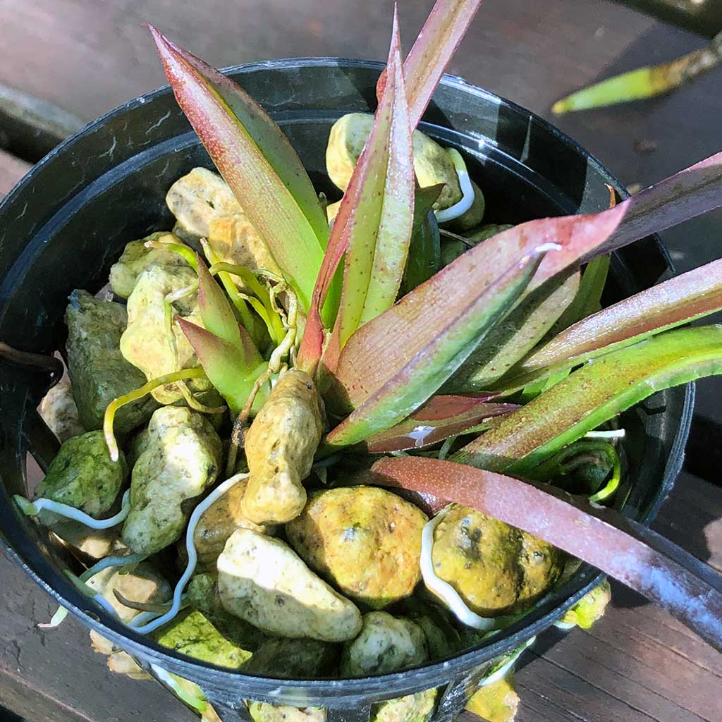 Japanese Hyuga Pumice, Medium, 5-8mm -   - Growing Mediums