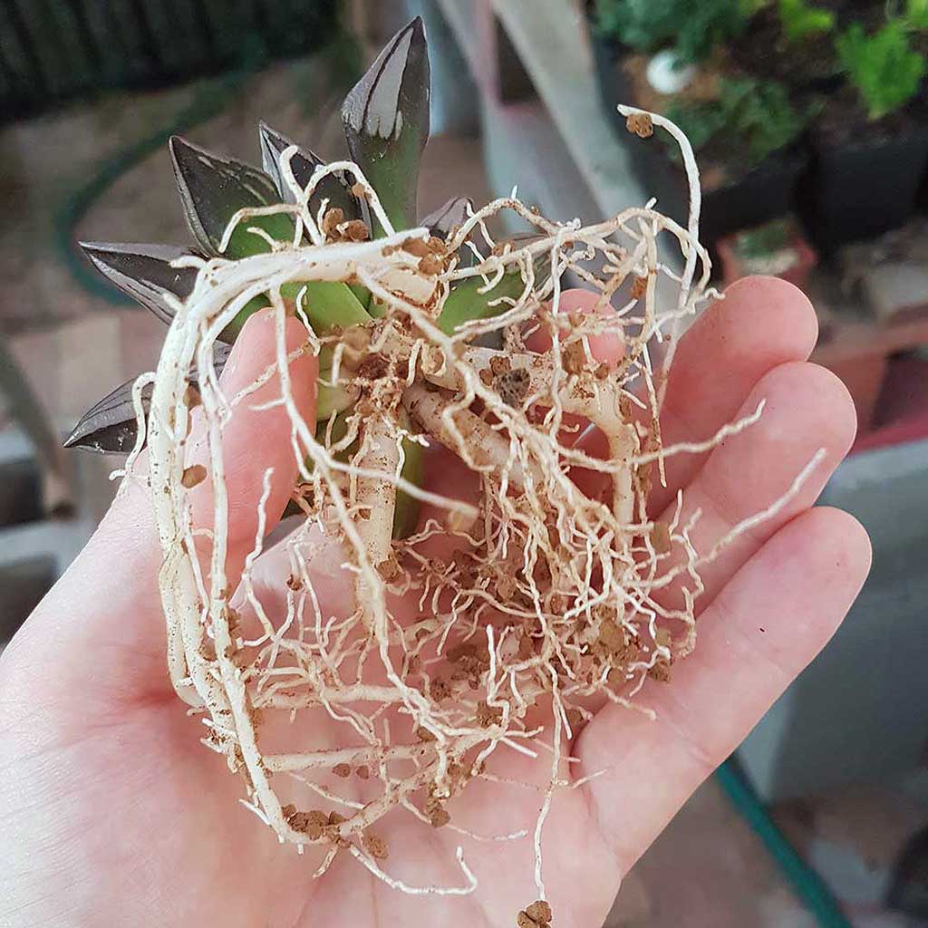 Ibaraki Hard Akadama, Fine, 1-3mm -   - Growing Mediums