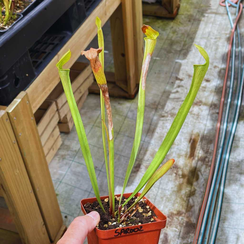 Trumpet Pitcher, Sarracenia 'Andile' by Sarracenia