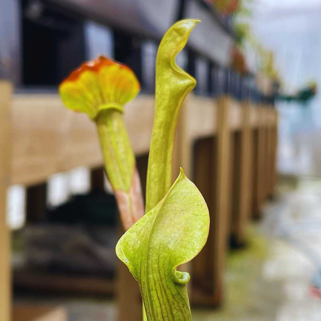 Trumpet Pitcher, Sarracenia 'Andile' by Sarracenia