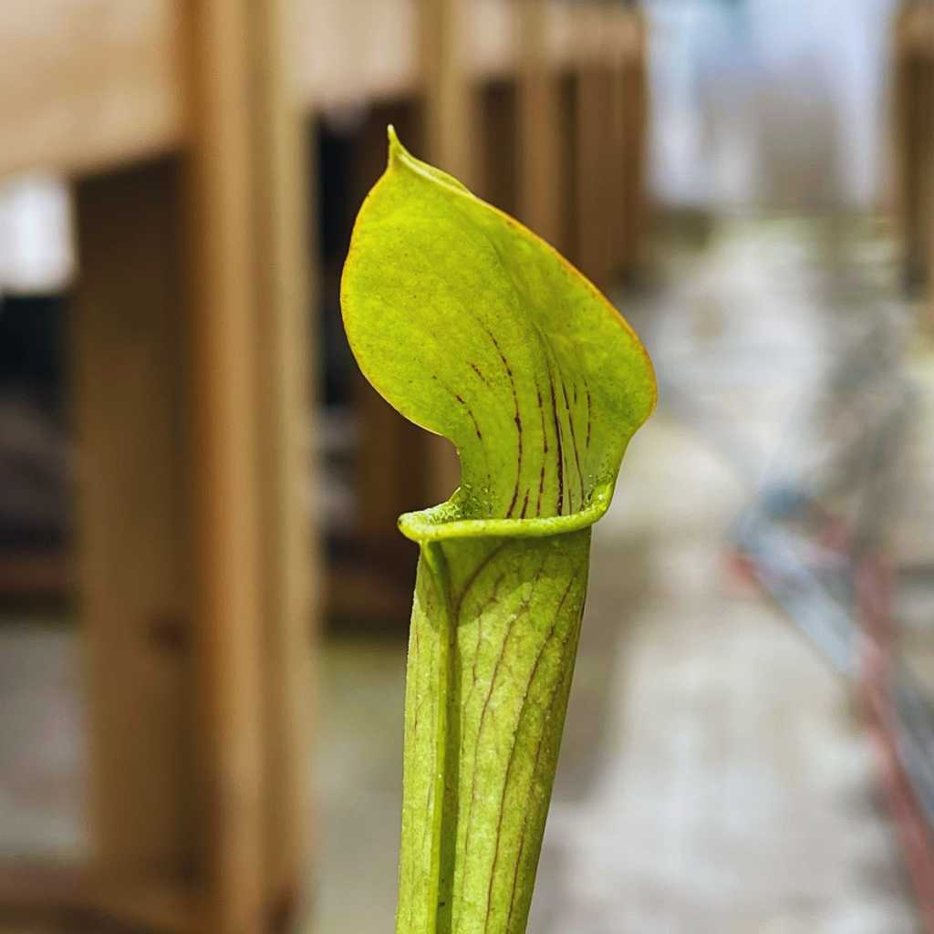 Trumpet Pitcher, Sarracenia 'Andile' by Sarracenia