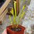 Trumpet Pitcher, Sarracenia 'Limile' -  Small to Medium plant. 7.5cm plastic container. - Carnivorous Plant
