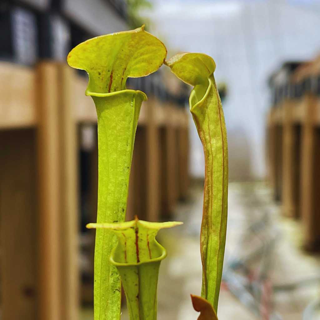 Trumpet Pitcher, Sarracenia 'Limile' by Sarracenia