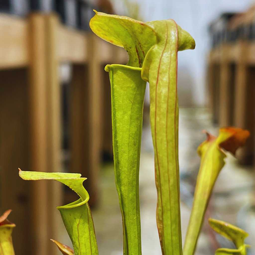 Trumpet Pitcher, Sarracenia 'Limile' by Sarracenia