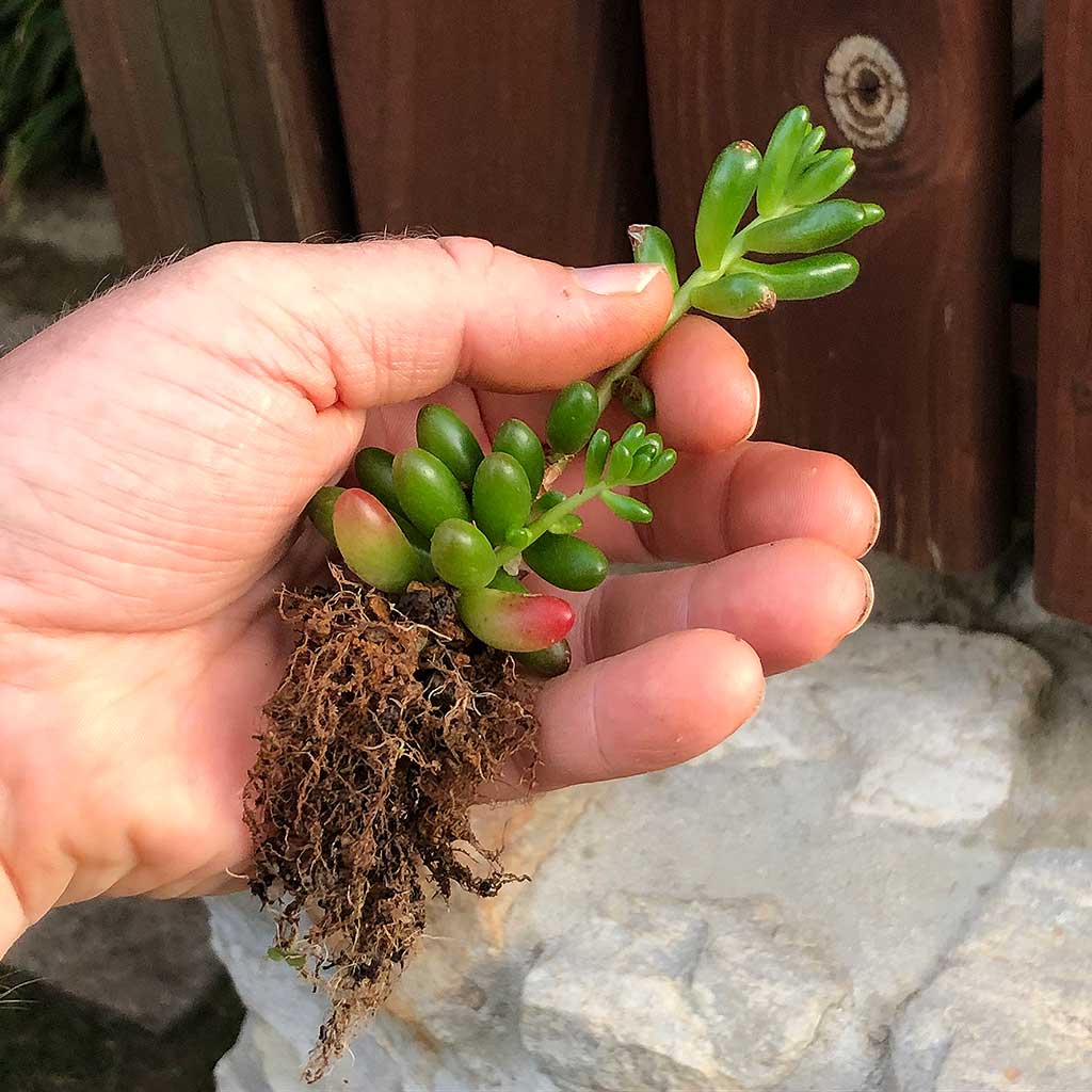 Ibaraki Hard Akadama, Fine, 1-3mm -   - Growing Mediums