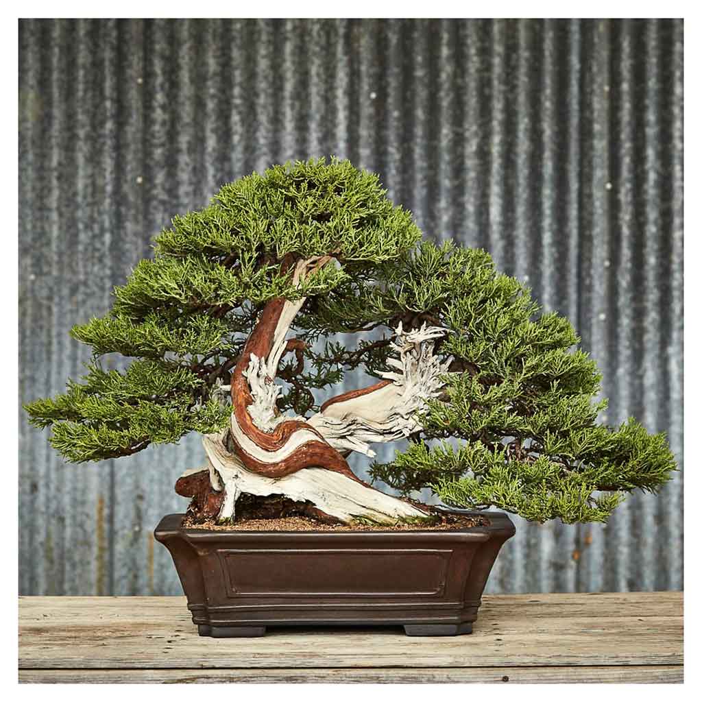 The Little Book of Bonsai -   - Books