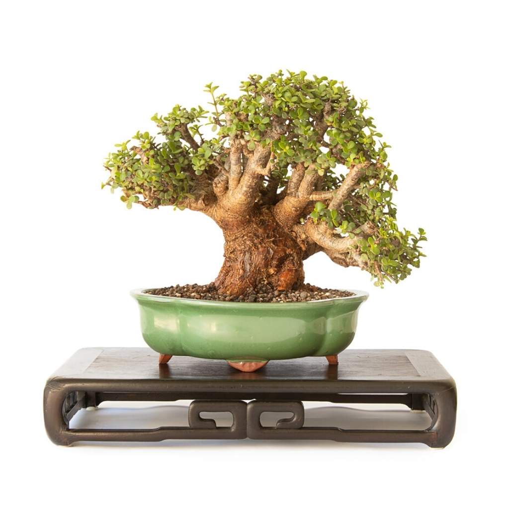 Portulacaria afra "Spekboom" by Bonsai Tree (Pty) Ltd.
