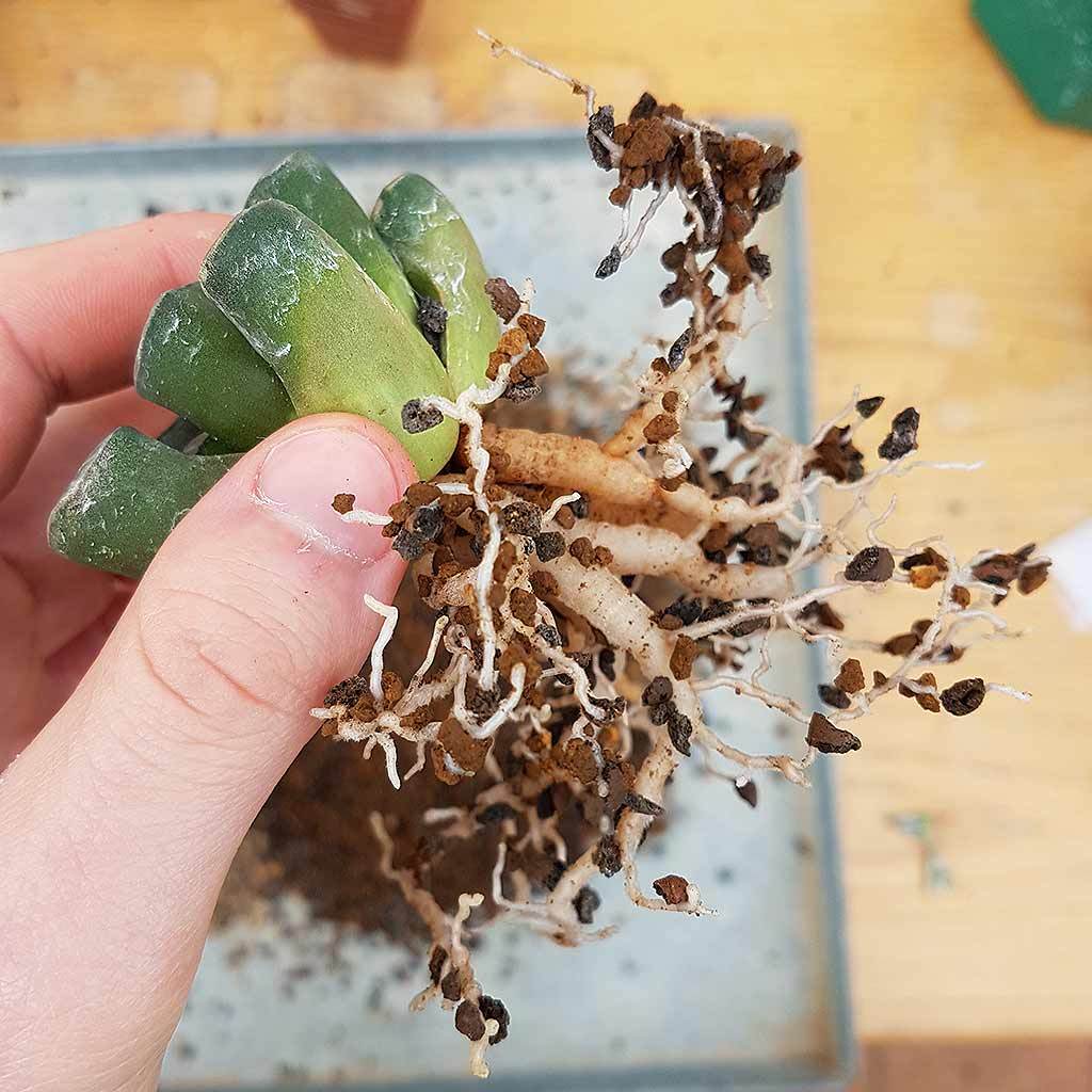 Ibaraki Hard Akadama, Fine, 1-3mm -   - Growing Mediums