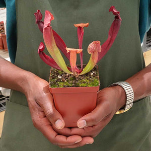 Trumpet Pitcher, Sarracenia 'Trumpet' -  Small to Medium plant. 7.5cm plastic container. - Carnivorous Plant