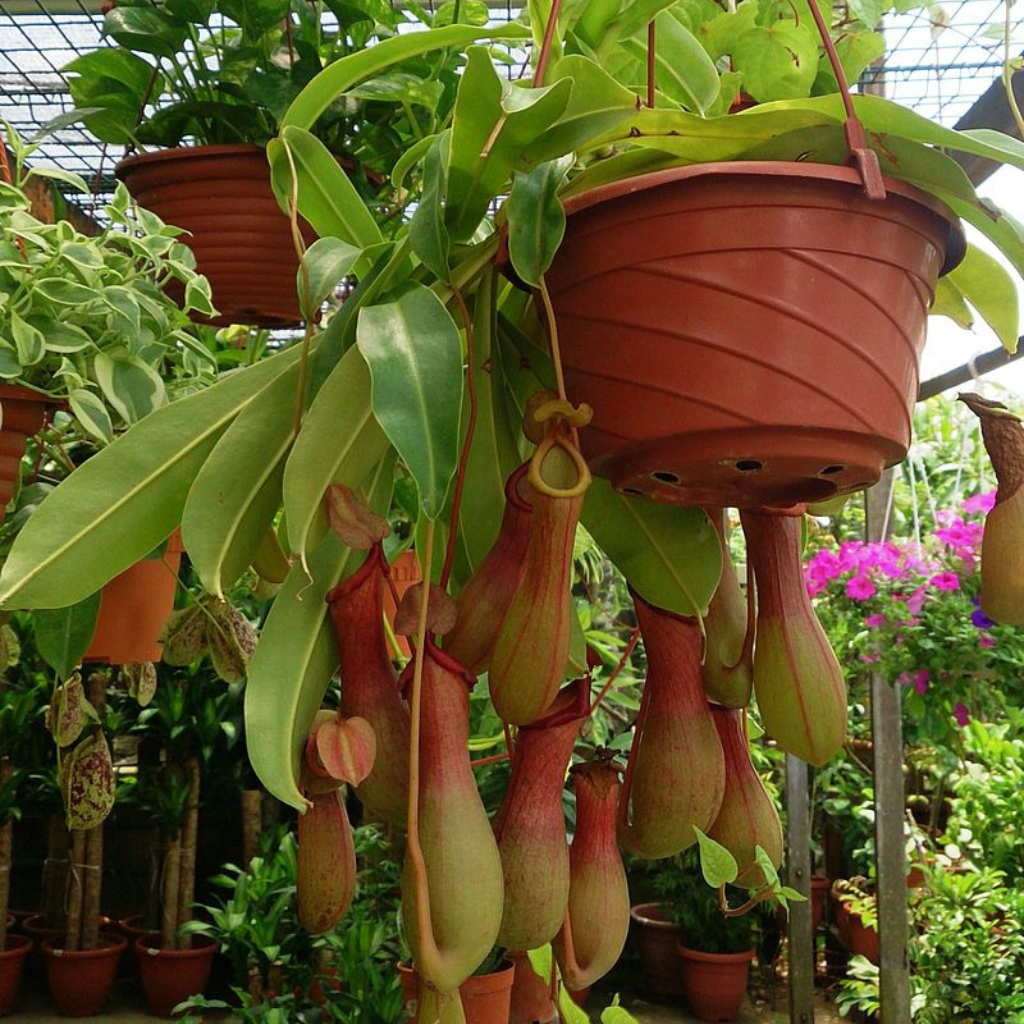 Tropical Pitcher, Nepenthes 'Ventrata' -   - Carnivorous Plant