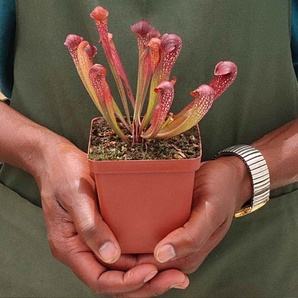 Trumpet Pitcher, Sarracenia “voldemort” by Sarracenia