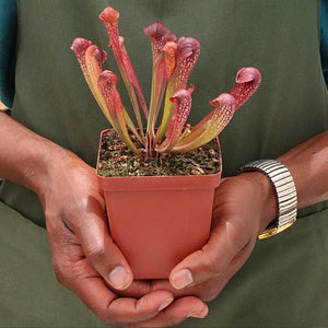 Trumpet Pitcher, Sarracenia “voldemort” -  Small to Medium plant. 7.5cm plastic container. - Carnivorous Plant