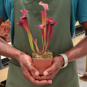 Trumpet Pitcher, Sarracenia 'Yakini' -  Small to Medium plant. 7.5cm plastic container. - Carnivorous Plant