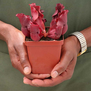 Trumpet Pitcher, Sarracenia “zintile” -  Small to Medium plant. 7.5cm plastic container. - Carnivorous Plant